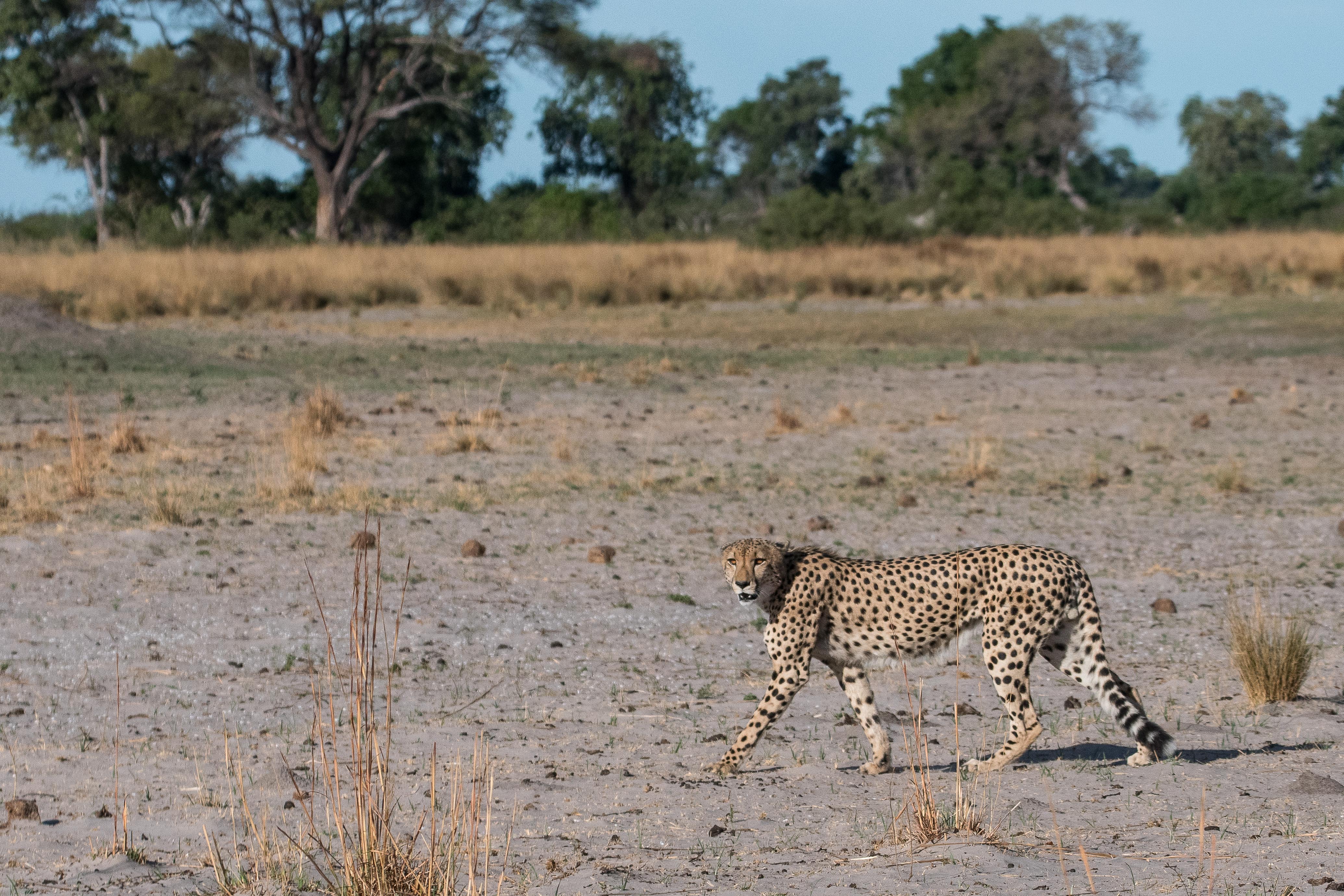 Guépard (Cheetah, Acinonyx jubatus): un second mâle suit le premier. Réserve de Kwando, Botswana.